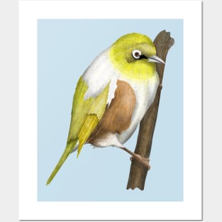 Wax-eye Silvereye NZ BIRD Posters and Art